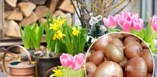 Городник розповів, як зробити добриво з лушпиння цибулі