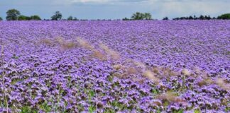 Городники розповіли про найкращий сидерат після збору врожаю