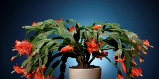 Експерти сказали, як правильно пересаджувати квіти взимку