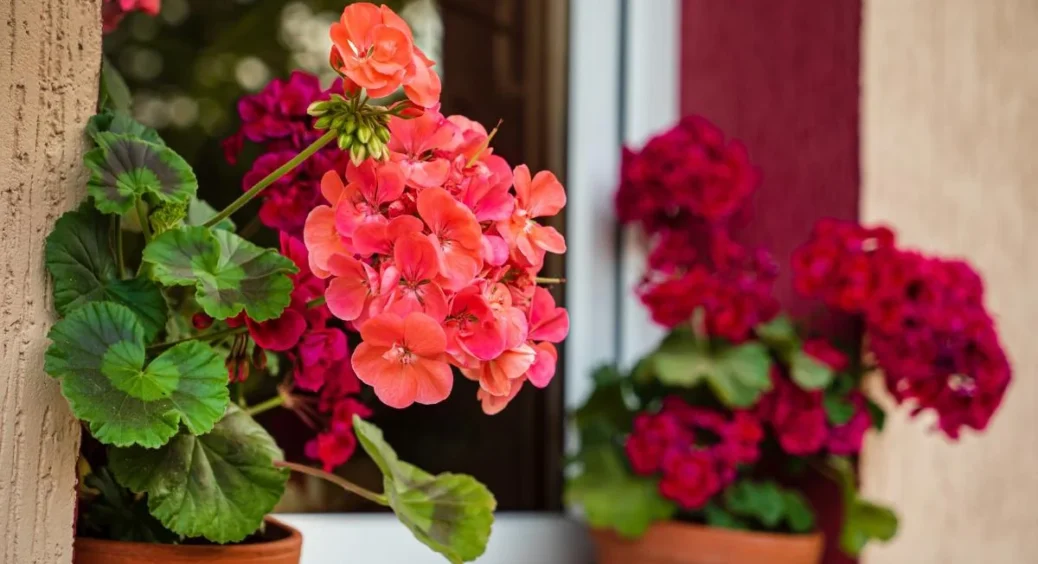 Підслухала в черзі на базарі про засіб від плісняви ​​в горщику: рецепт. Біла пліснява герань вже не турбує 