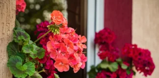 Експерти розповіли, як вивести плісняву з герані