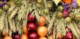 Городник розповів, як виростити цибулю на рушнику