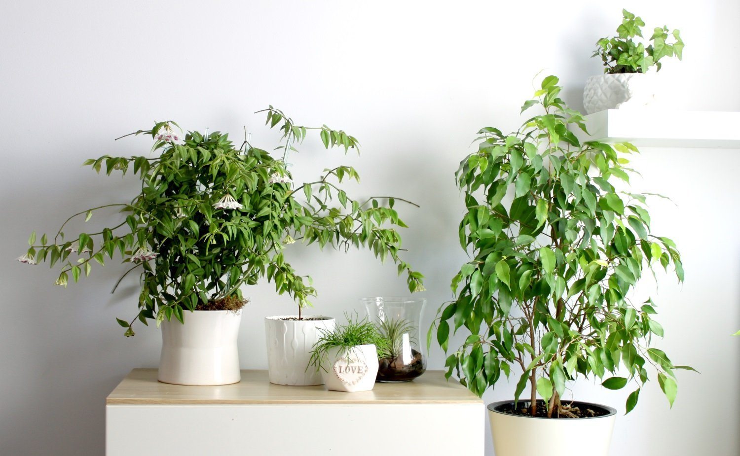 Як можна підживити фікус для здорового вигляду рослини