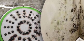 Експерти назвали дієвий домашній засіб проти плісняви у квартирі