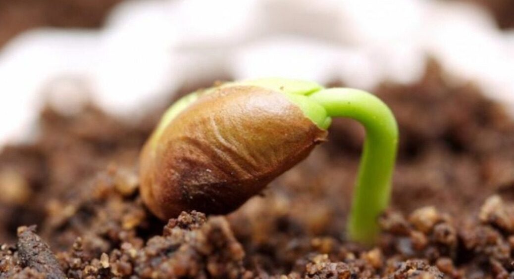 Пізньої осені сію тільки “ці” квіти – і весною сусіди не вірять очам: насіння саме просить холоду! 