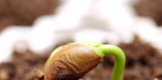 Експерти розповіли, які культури найкраще висівати під зиму 