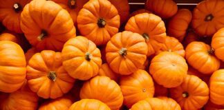 Як правильно доглядати за гарбузом