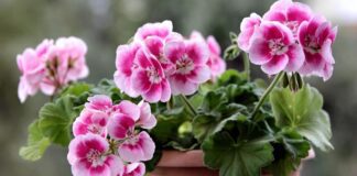 Садівники розповіли, чим найкраще підгодовувати герань