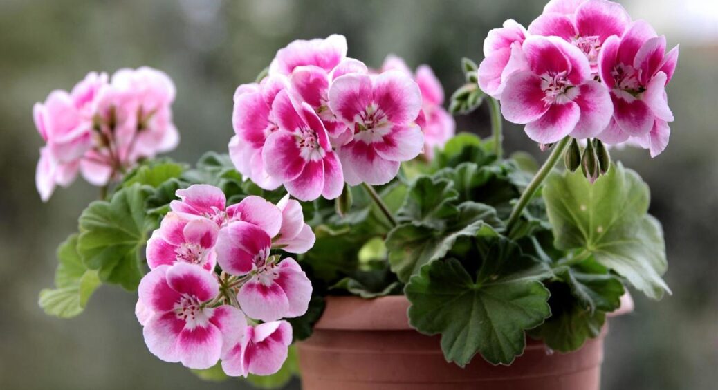 Це підживлення для герані змусить квітку не жовтіти: тепер на підвіконні завжди цвіте та пахне 
