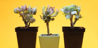 Експерти розповіли, як посилити дію грошового дерева для фінансового добробуту