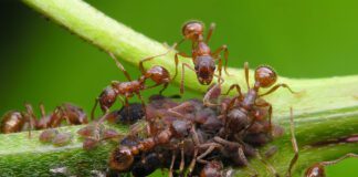  Городники розповіли, як легко і дешево позбутися мурах на городі