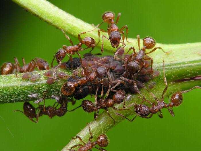 Експерти розповіли, як боротися з мурахами на городі