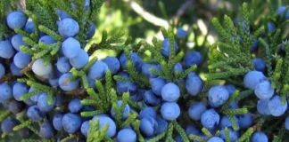 Що посадити на городі восени на зиму 