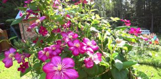 Садівник розповів, як правильно доглядати за клематисом взимку