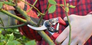 Експерти детально розповіли про те, для чого потрібно обрізати троянди