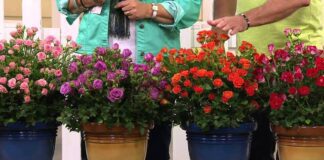 Експерти назвали найкращі добрива для кімнатної троянди