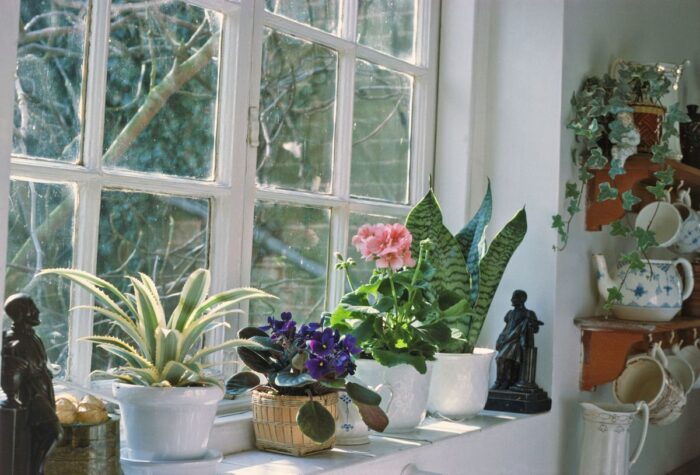 Які рослини краще не тримати у своєму будинку та одразу викинути