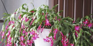 Чим удобрити різдвяник у листопаді