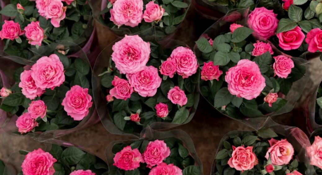 Сусідка-садівниця пояснила, як правильно обрізати троянду, щоб отримати максимум квітів: не знала це раніше 