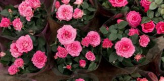 Садівник розповів, що робити з почорнілими стеблами троянд після зими