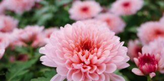 Які квіти посадити в серпні, щоб отримати квітучий сад