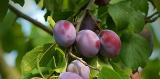 Як правильно та швидко очистити сливи від кісточок 