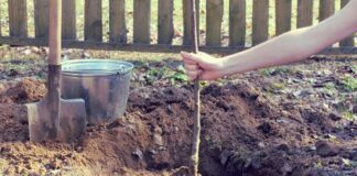 Дачники розповіли, як укоренити саджанець в ґрунті 