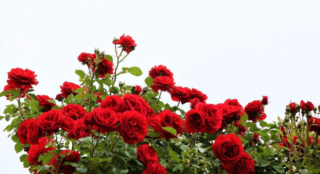 В черзі на базарі підслухала про квітневу підкормку троянди під кущ: будуть великі бутони і мінімум шипів 