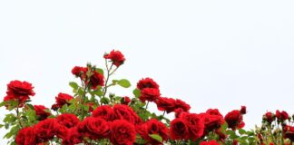 Садівник розповів, чим підживити троянди у квітні для цвітіння