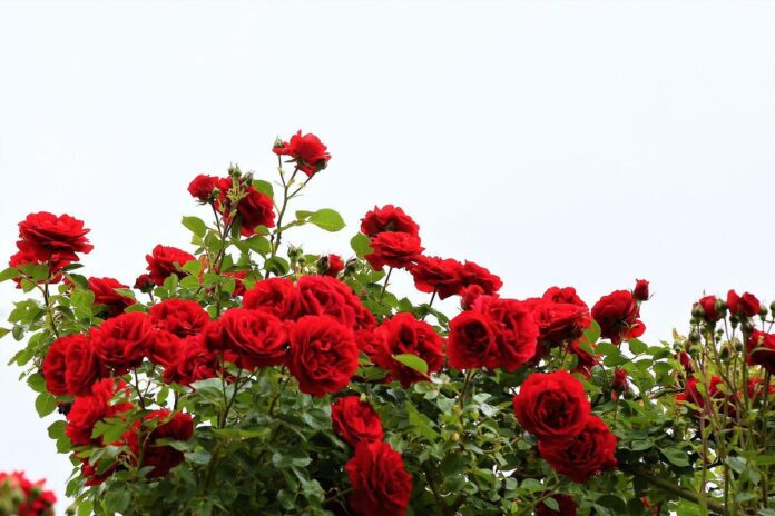 Садівник розповів, чим підживити троянди у квітні для цвітіння