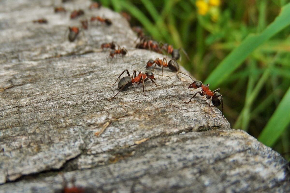 Як правильно відлякувати мурах, щоб вони не поверталися