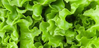 Як зробити листя салату хрумким