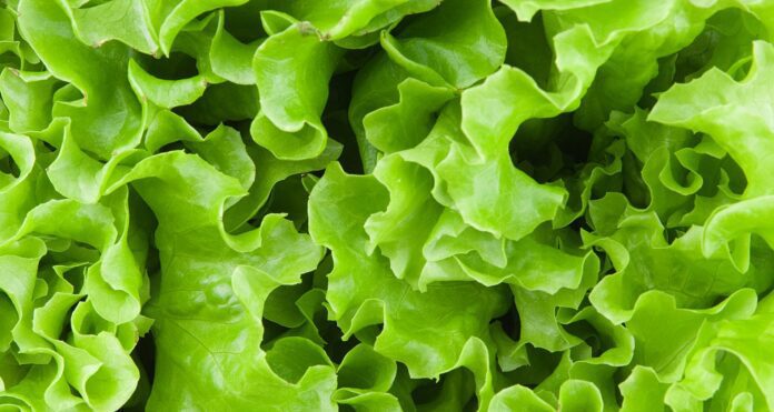 Як зробити листя салату хрумким