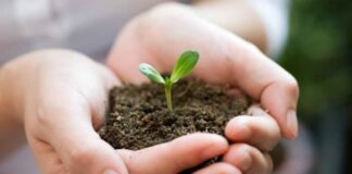 Городник поділився перевіреним врожайним методом висадки розсади