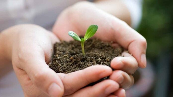 Городник поділився перевіреним врожайним методом висадки розсади Городник поділився перевіреним врожайним методом висадки розсади