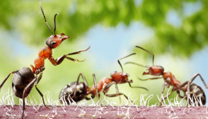 Як правильно боротися з мурахами та попелицею на ділянці