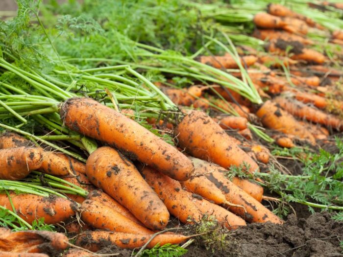Як можна посадити моркву на своїй ділянці