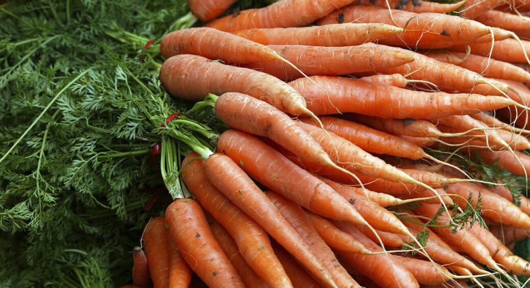 Озиму моркву саджаю тільки в ці дати у грудні на ранній врожай: що ще треба знати, окрім фази Місяця 