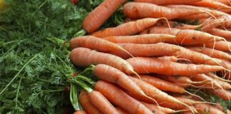 Правила посадки озимої моркви