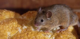 Простий спосіб боротьби з гризунами на городі та у саду