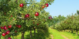 Які рослини посадити біля яблуні