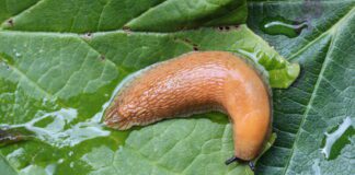 Експерти розповіли про народний метод виведення слимаків