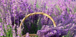 ТОП-5 найкращих рослин для посадки в садку 