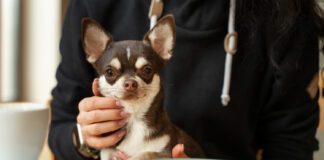 Перелік продуктів, які категорично заборонені тваринам