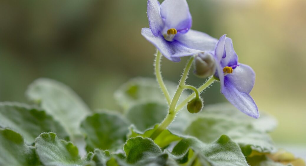 Ось чому не варто тримати в домі фіалку: накликаєте на себе та рідних неприємності. Прикмети про квітку 