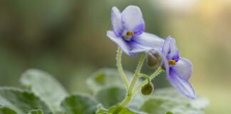 Як правильно доглядати фіалку взимку: правильне підживлення  