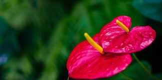 Експерти розповіли, що робити для цвітіння антуріуму