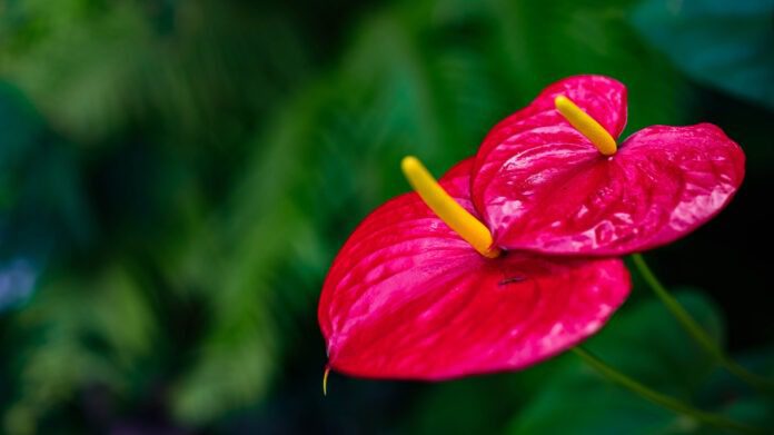 Експерти розповіли, що робити для цвітіння антуріуму