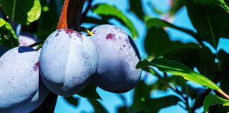 Як правильно удобрювати сливу взимку