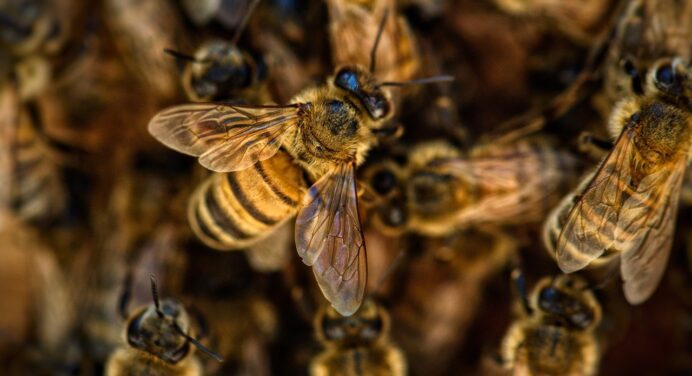 Справжні рятівники мого саду: зробила таку просту “приманку” для бджіл і більше не переймаюся за шкідників 